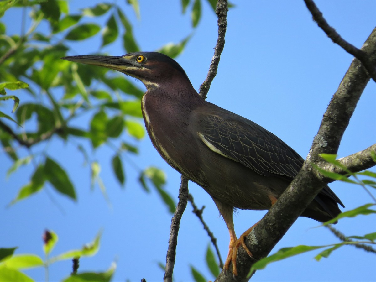 Green Heron - ML164765821
