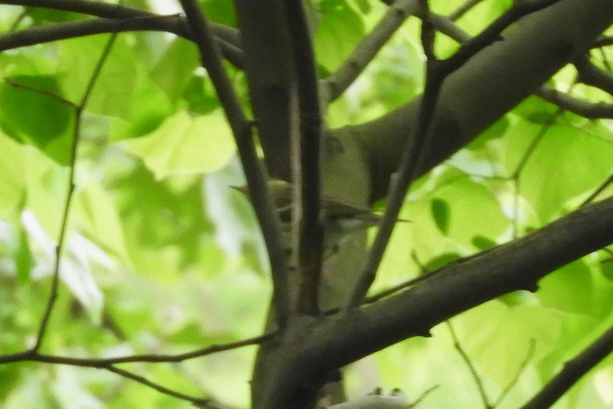 Blackpoll Warbler - ML164765871