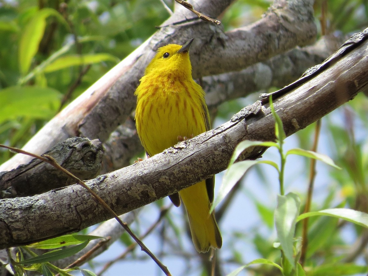 Yellow Warbler (Northern) - ML164765921