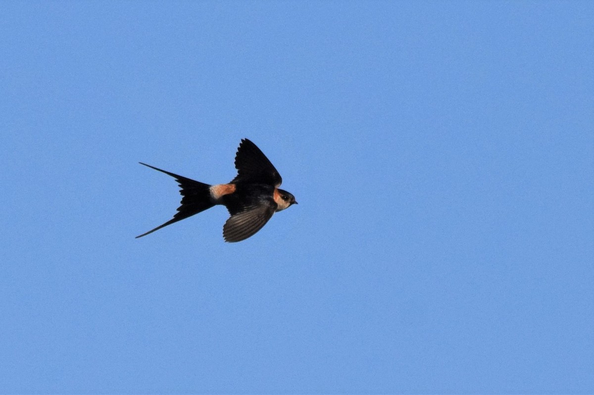 Red-rumped Swallow - ML164767301