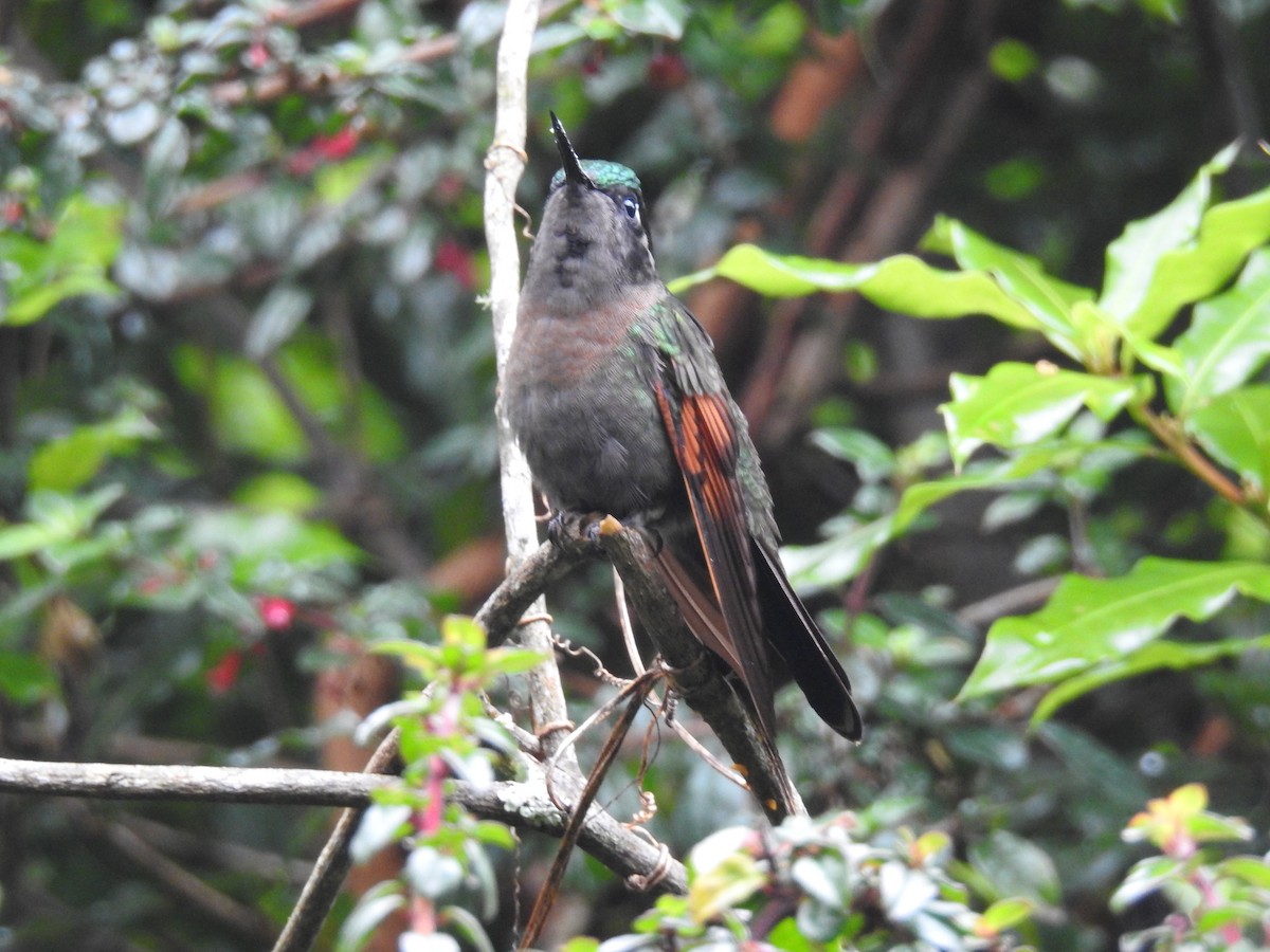 Garnet-throated Hummingbird - ML164767611