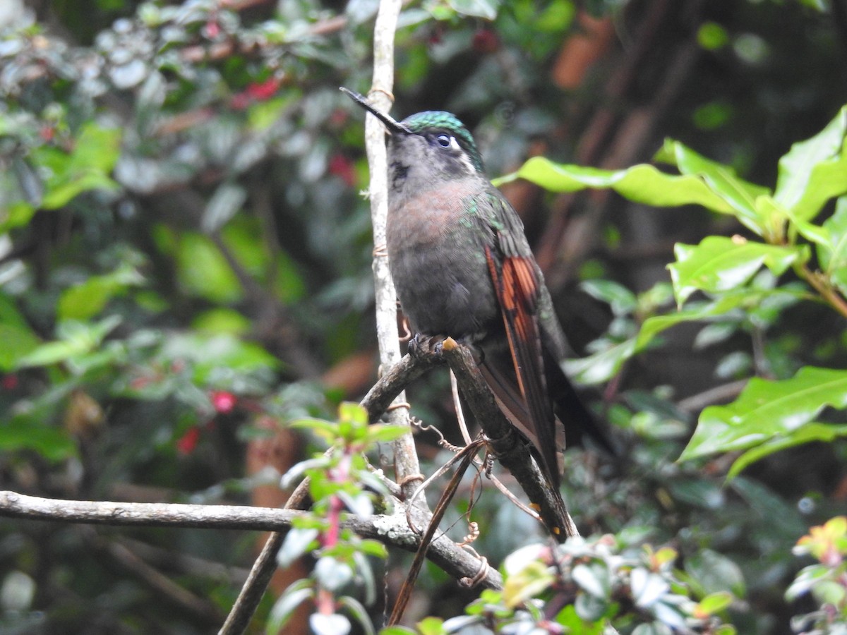 Garnet-throated Hummingbird - ML164767641