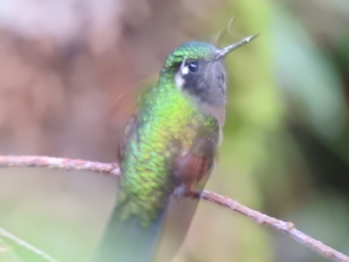 Garnet-throated Hummingbird - ML164767651