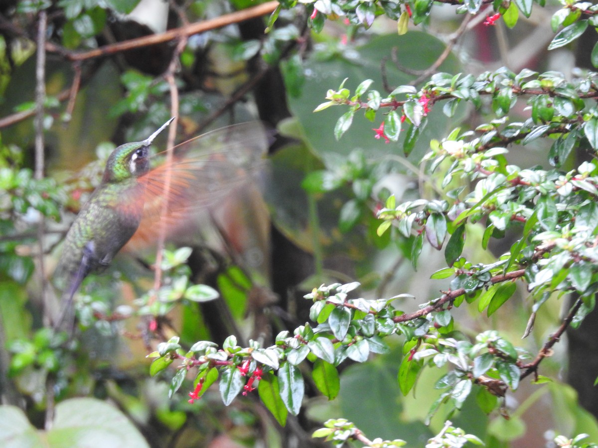 Garnet-throated Hummingbird - ML164767671