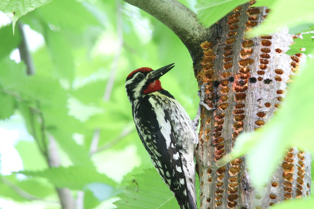 Yellow-bellied Sapsucker - ML164767981