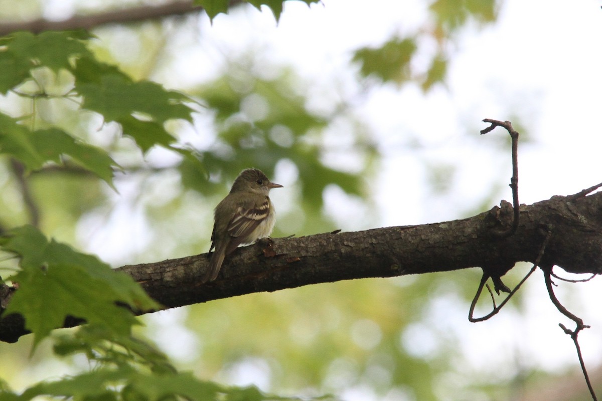 Acadian Flycatcher - ML164768011