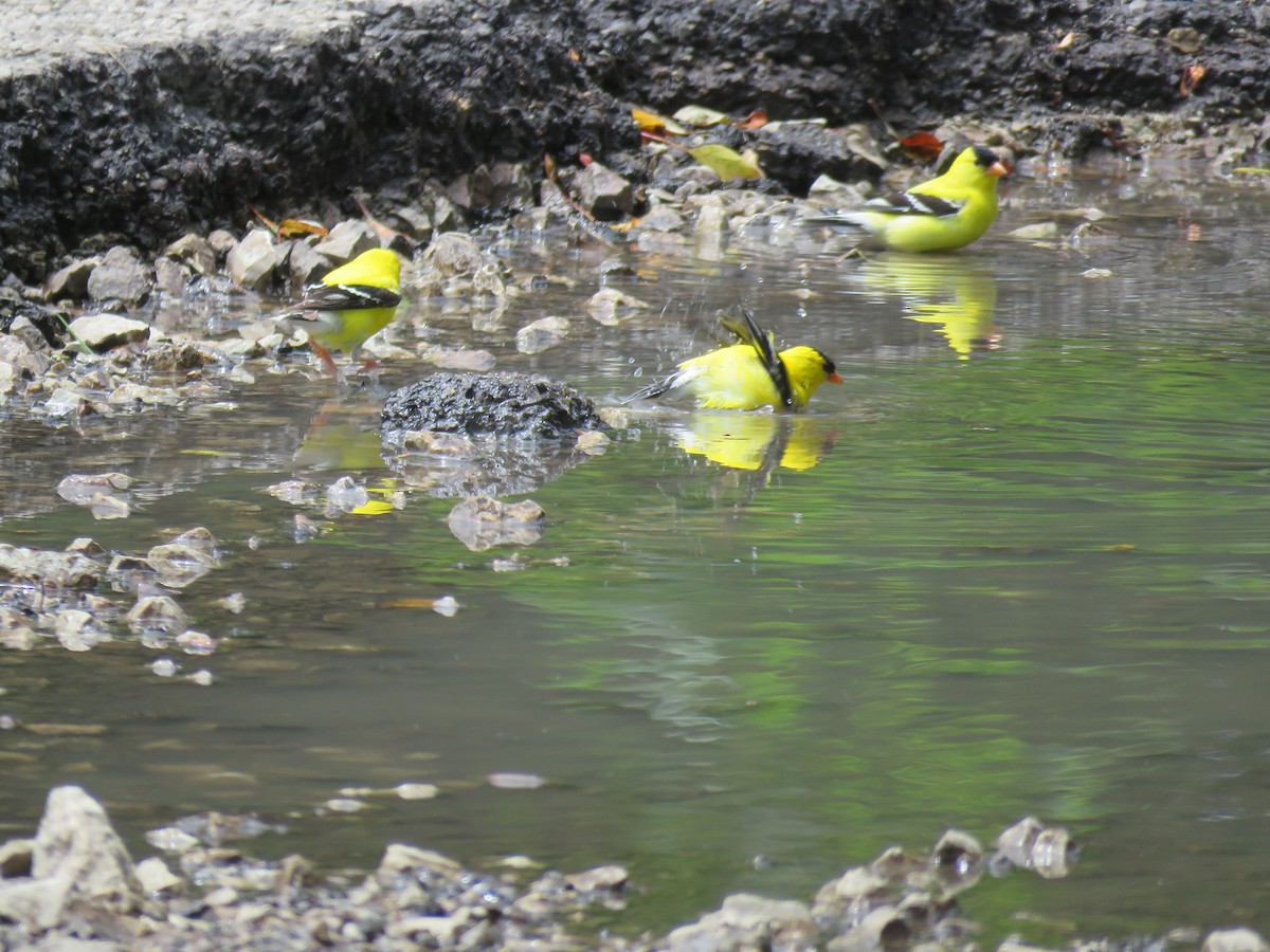 American Goldfinch - ML164770241