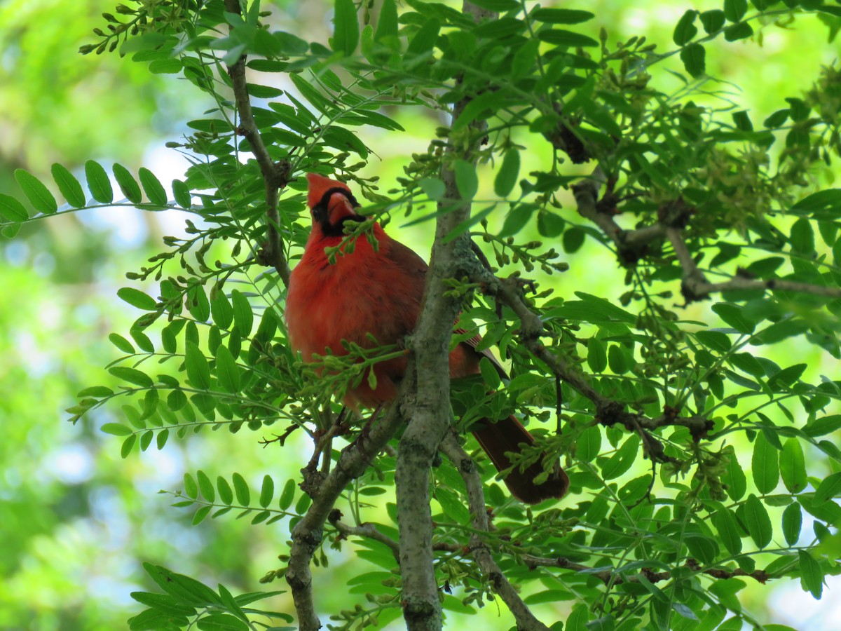 Northern Cardinal - ML164770751