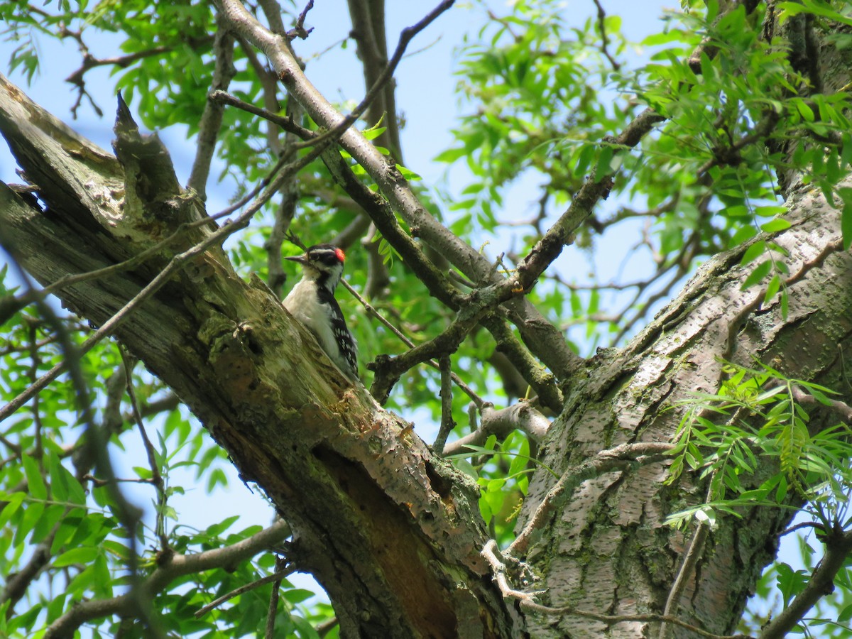 Downy/Hairy Woodpecker - ML164771481