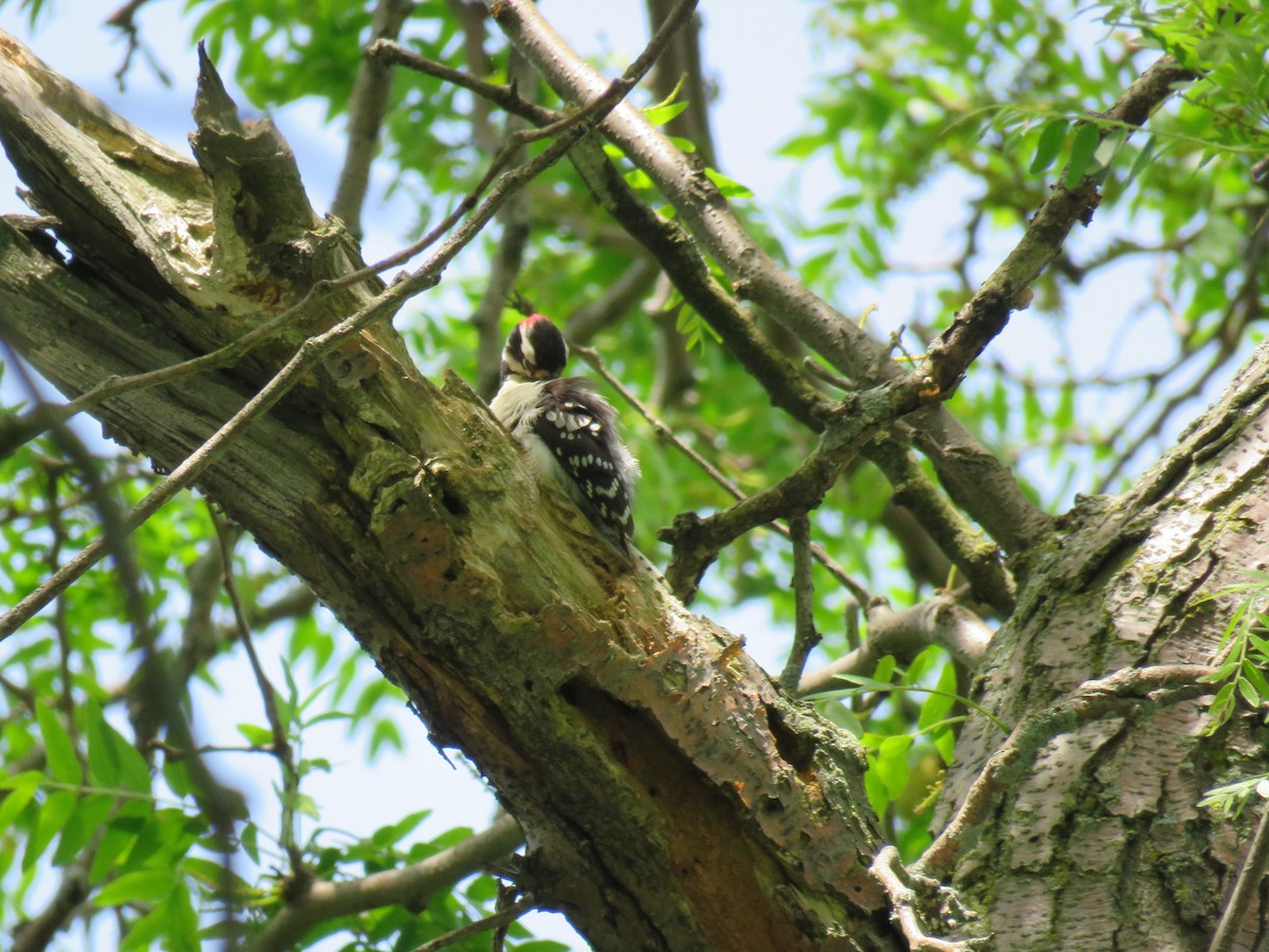 Downy/Hairy Woodpecker - ML164771501