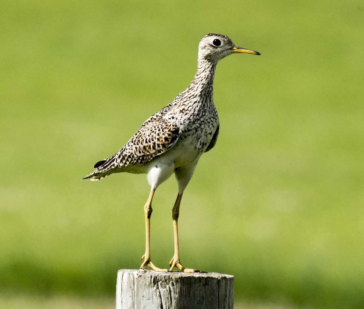 Upland Sandpiper - ML164772851