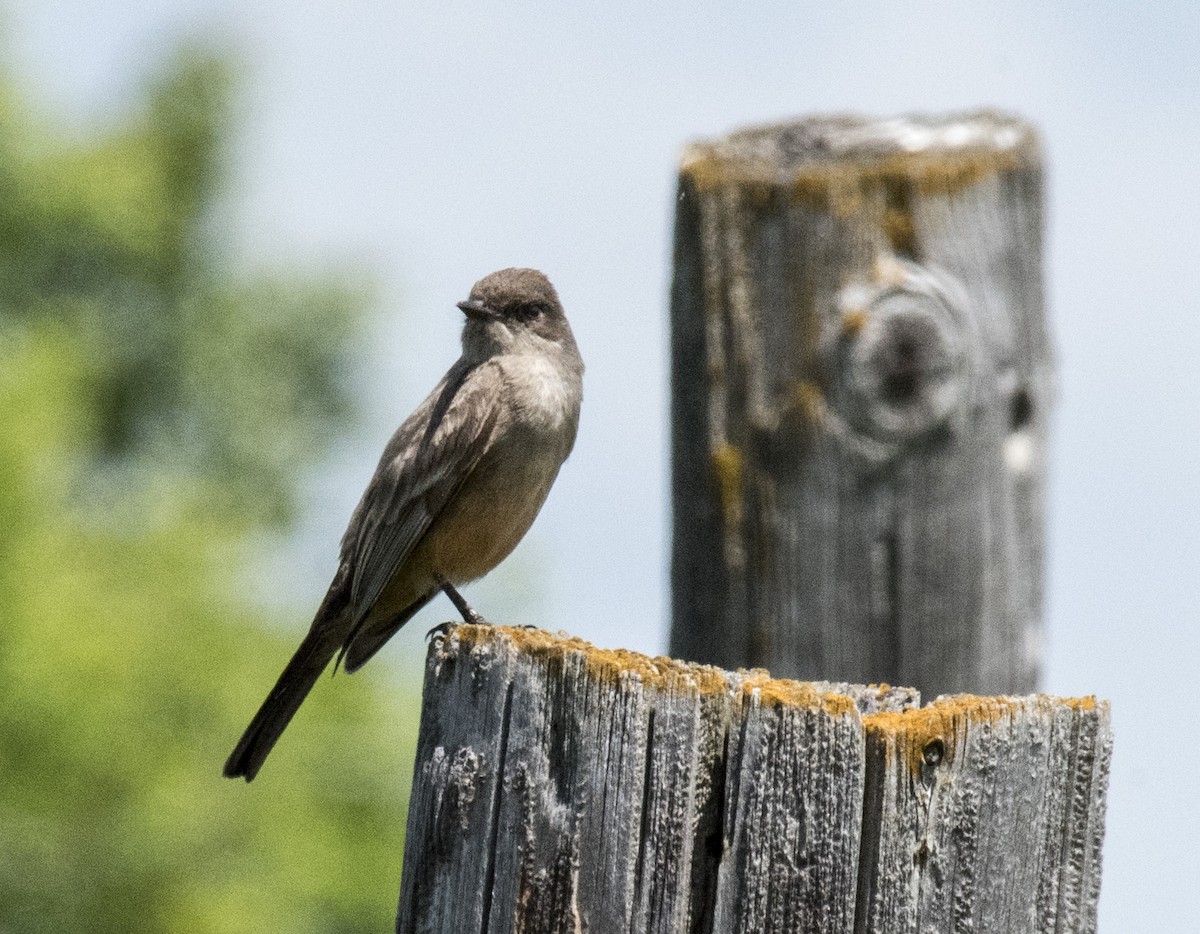 Say's Phoebe - ML164772911