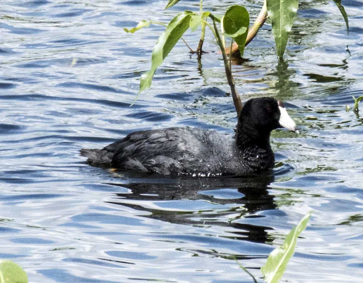 American Coot - ML164772971