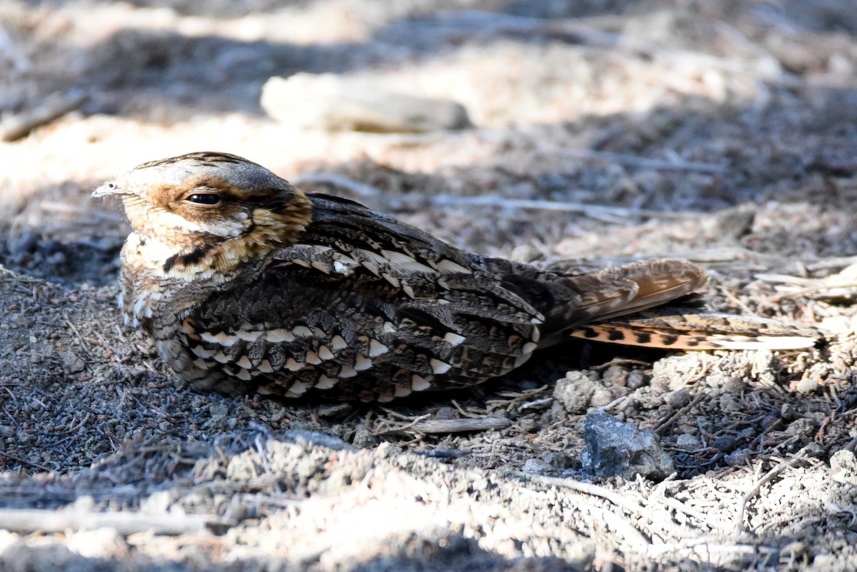 Red-necked Nightjar - ML164773271