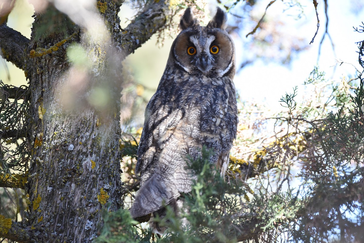 Long-eared Owl - Javier Martín