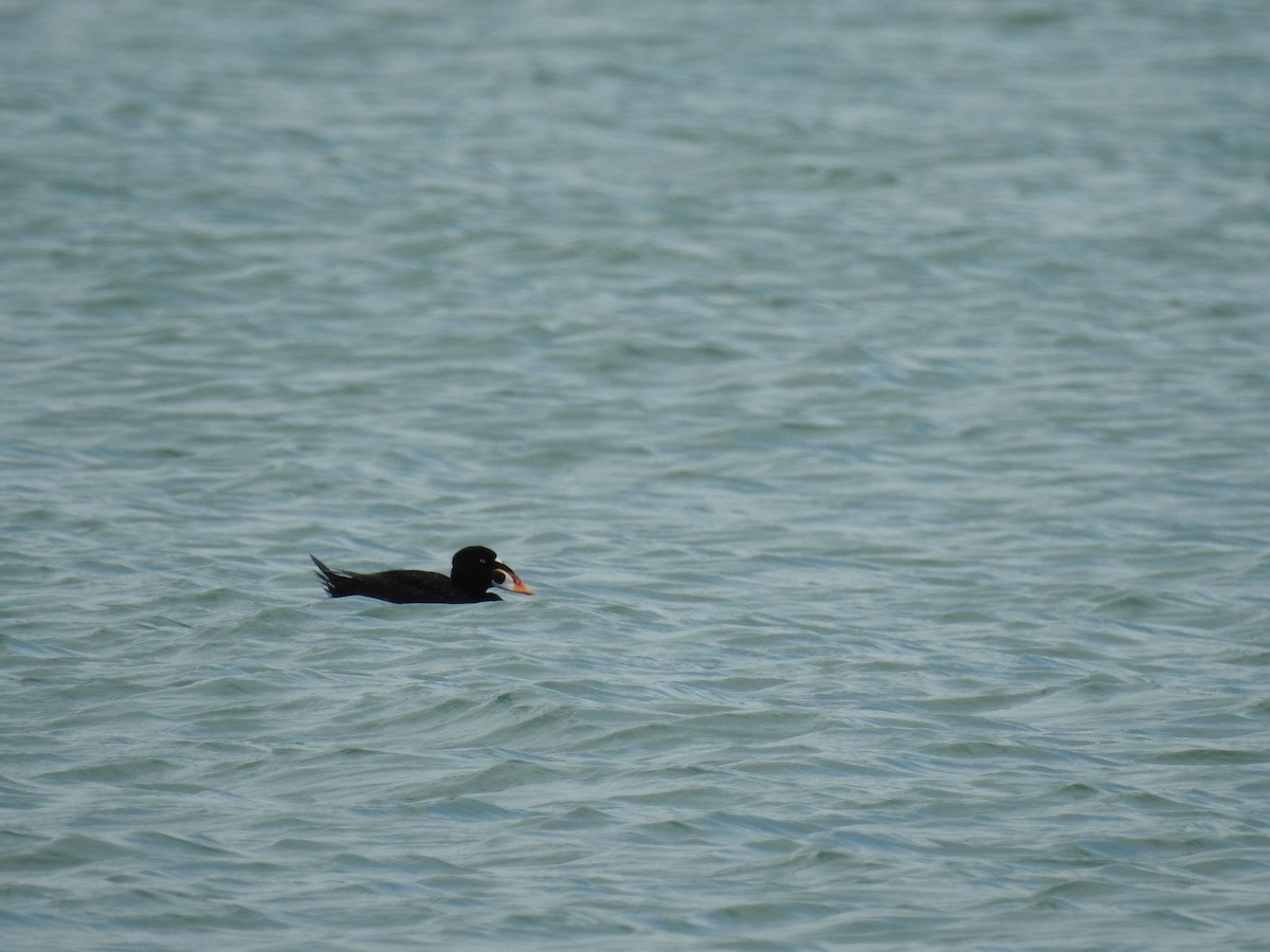 Surf Scoter - ML164775371