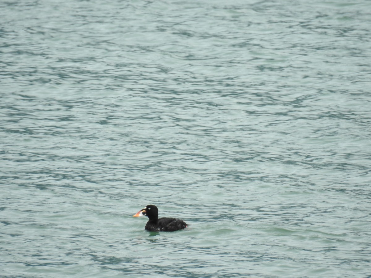 Surf Scoter - ML164775491