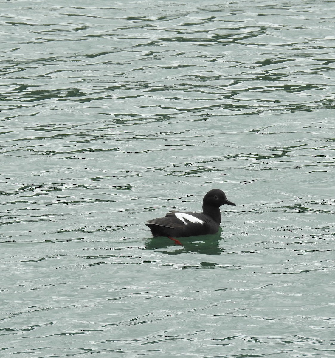 Pigeon Guillemot - ML164775751