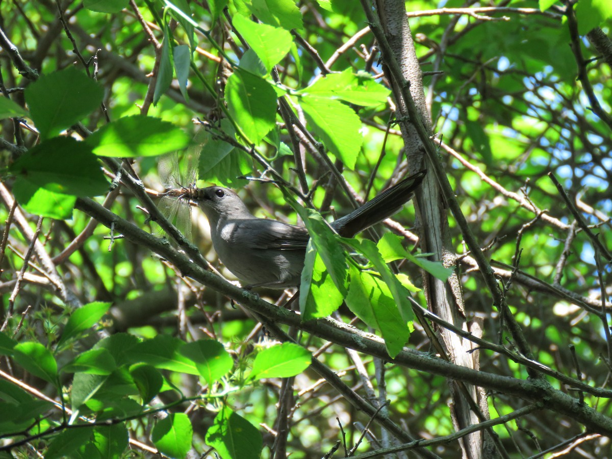 Pájaro Gato Gris - ML164776061