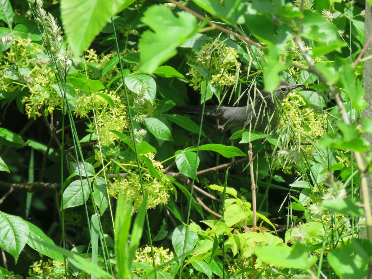 Gray Catbird - ML164776181