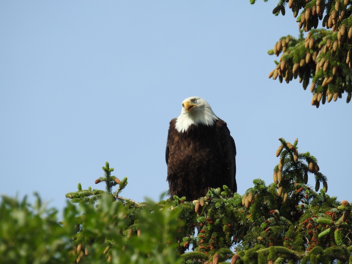 Bald Eagle - ML164776231