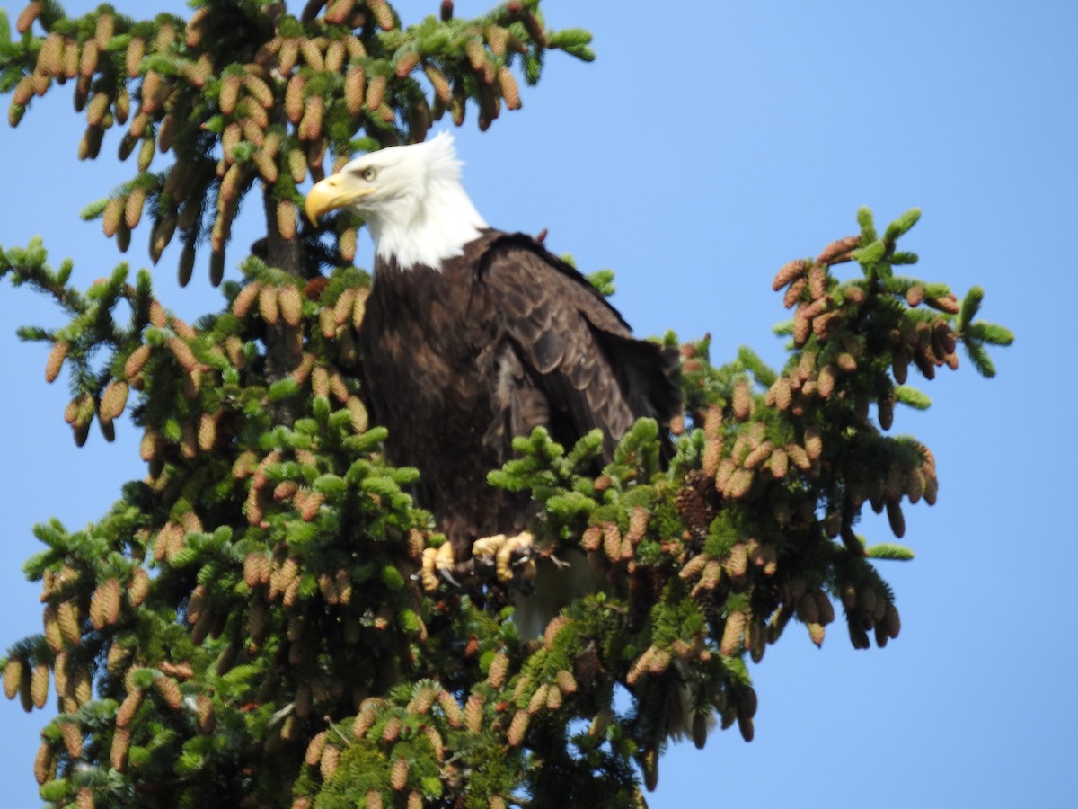Bald Eagle - ML164776261