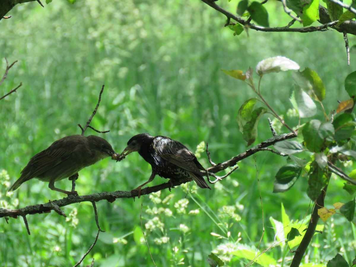 European Starling - ML164776291