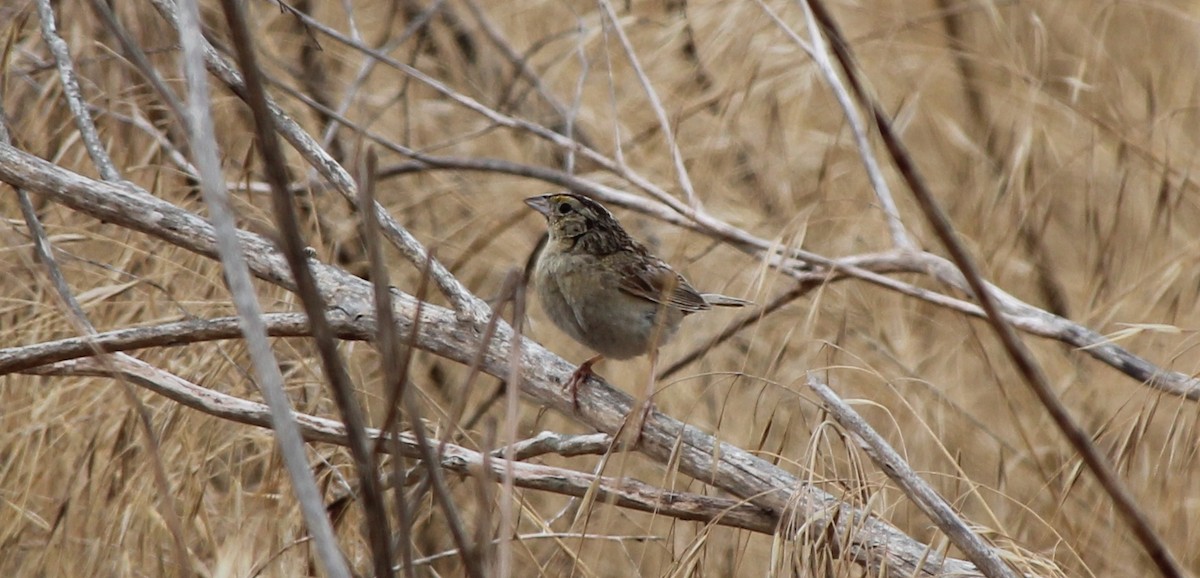 Grasshopper Sparrow - BJ dooley