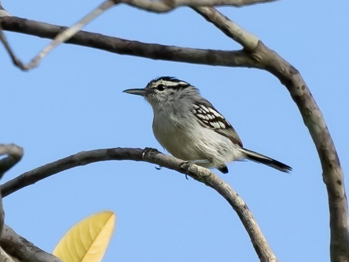 Schwarznacken-Ameisenfänger - ML164777641