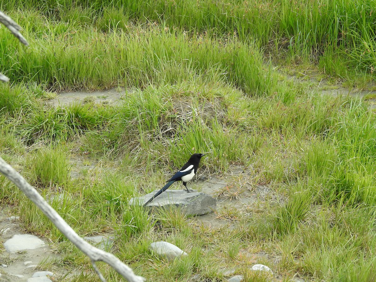 Black-billed Magpie - ML164777791