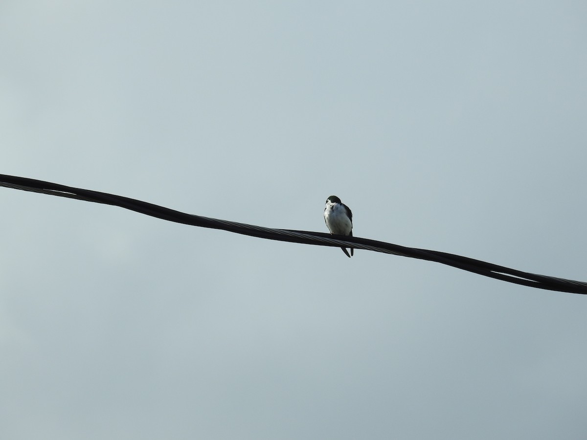 Tree Swallow - ML164778011