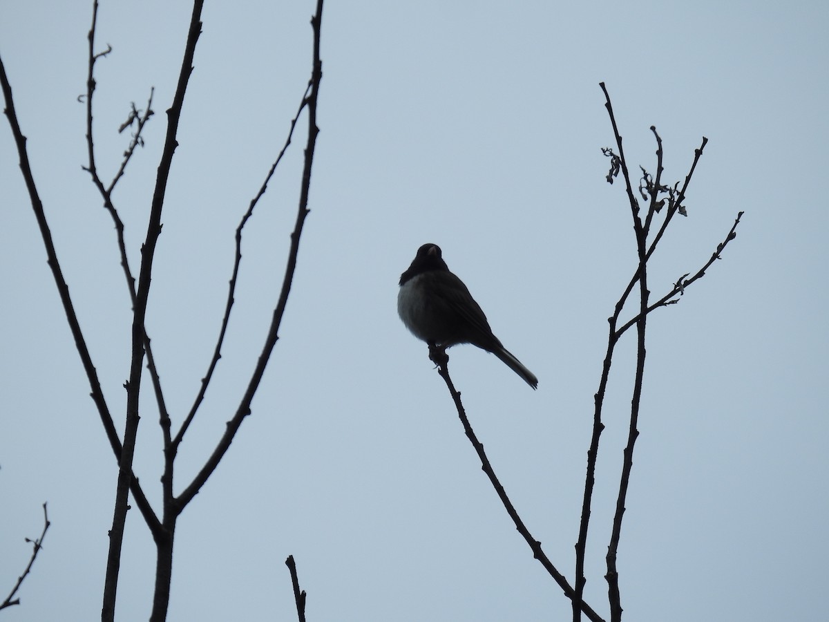 Dark-eyed Junco - ML164778231