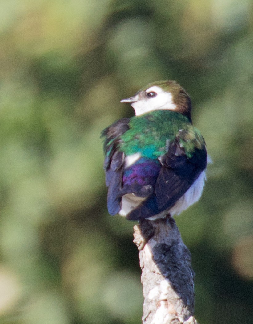 Violet-green Swallow - ML164778261