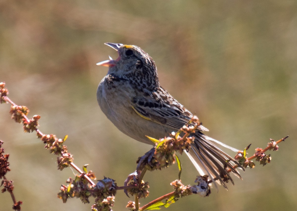 Grasshopper Sparrow - Malcolm Blanchard