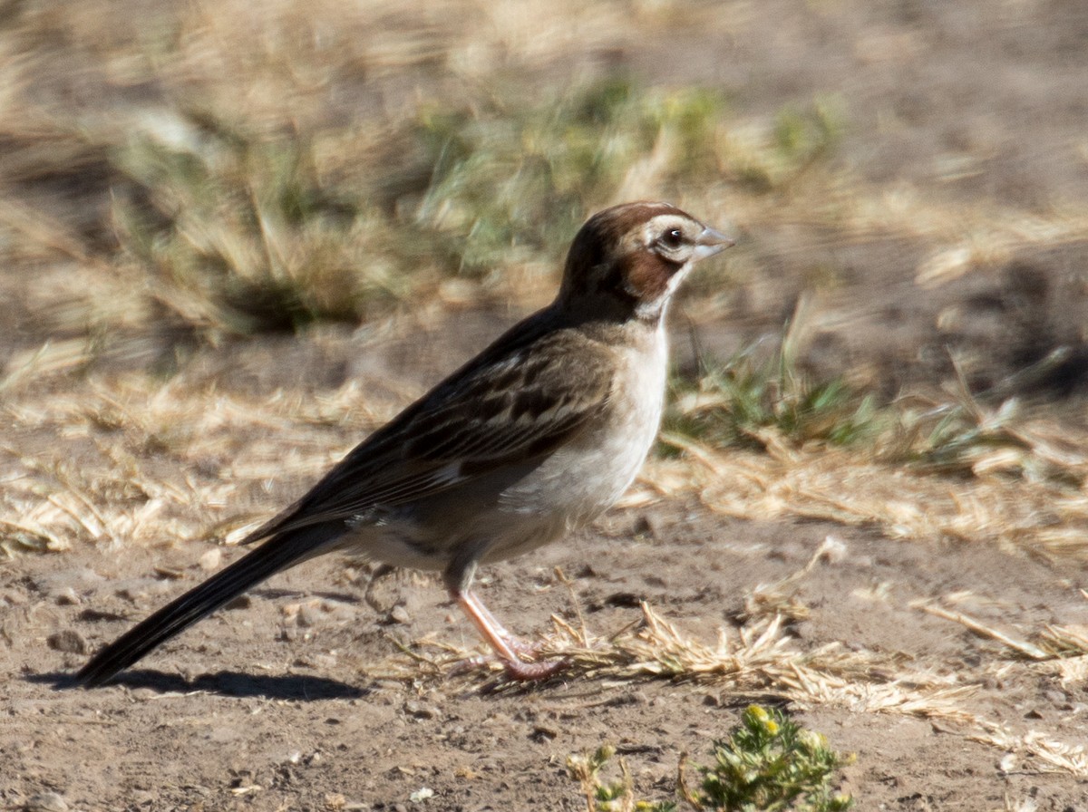 Lark Sparrow - ML164778731