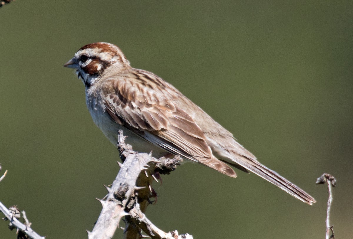 Lark Sparrow - ML164778741