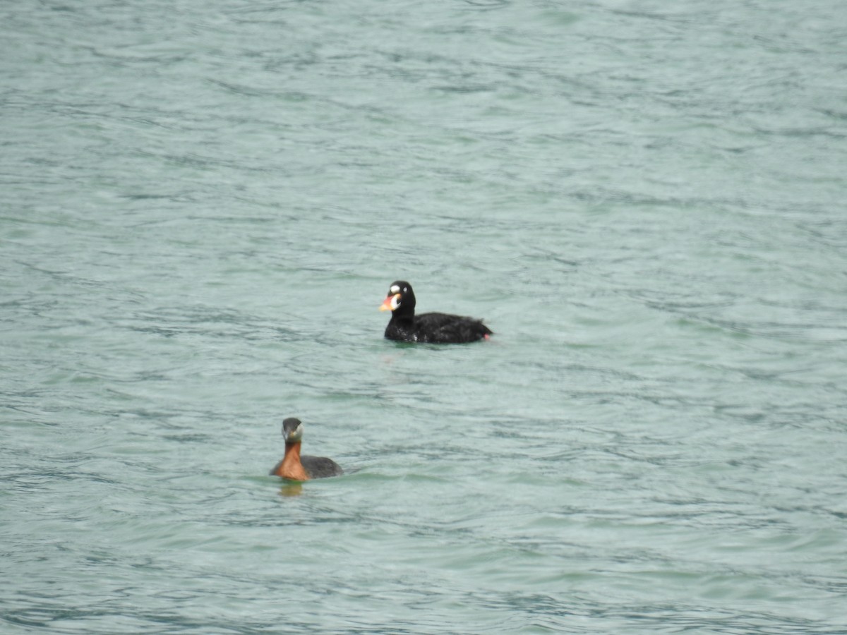 Red-necked Grebe - ML164778941