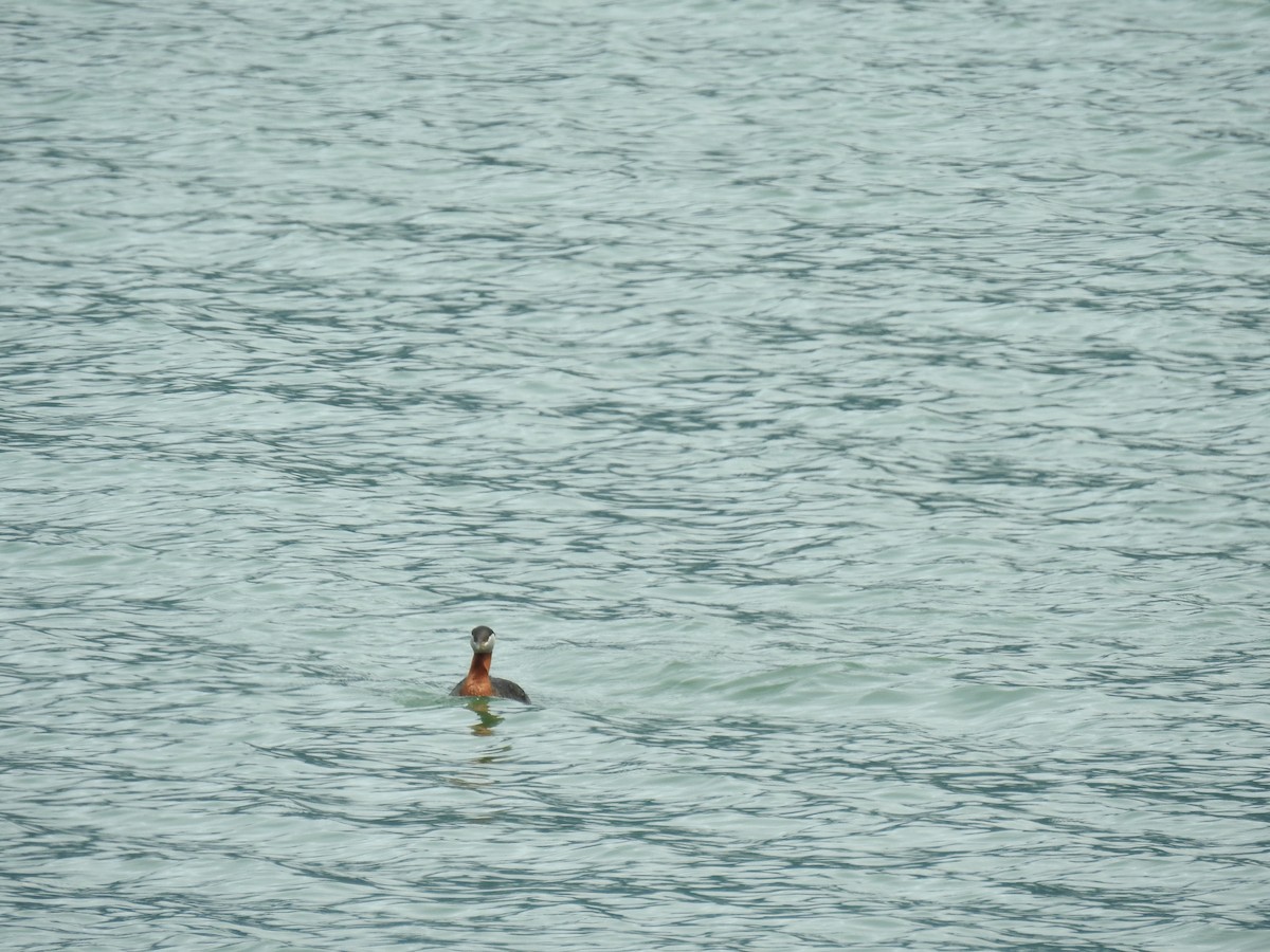 Red-necked Grebe - ML164779031