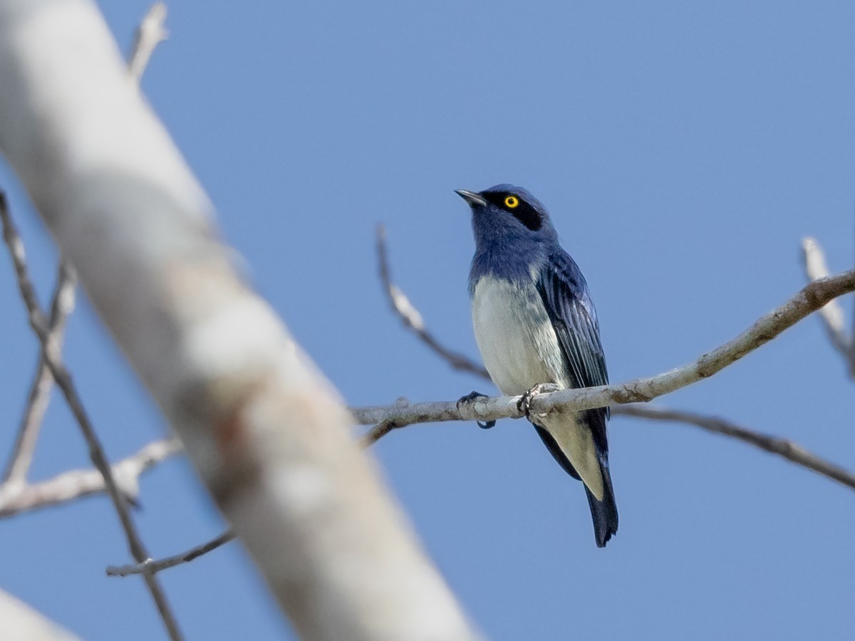 White-bellied Dacnis - Héctor Bottai