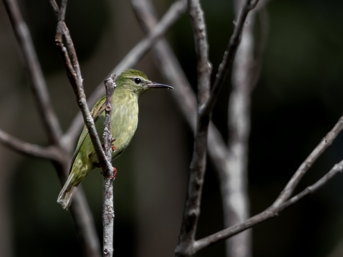 Red-legged Honeycreeper - Héctor Bottai