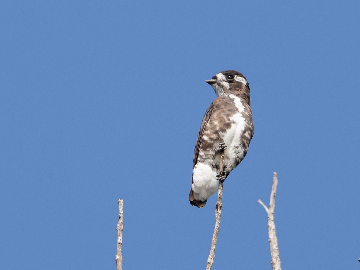 White-browed Purpletuft - Héctor Bottai