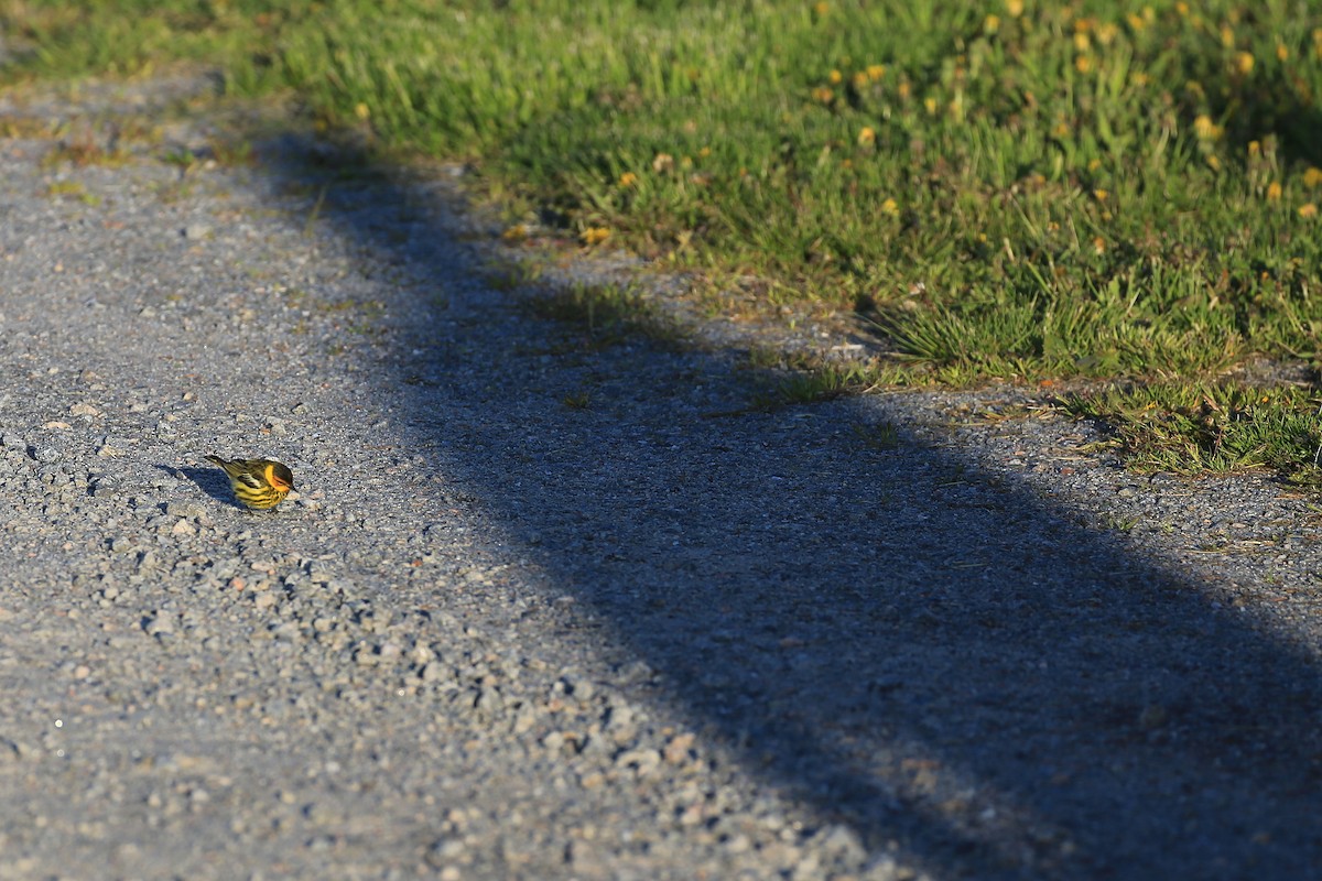 Cape May Warbler - ML164781881