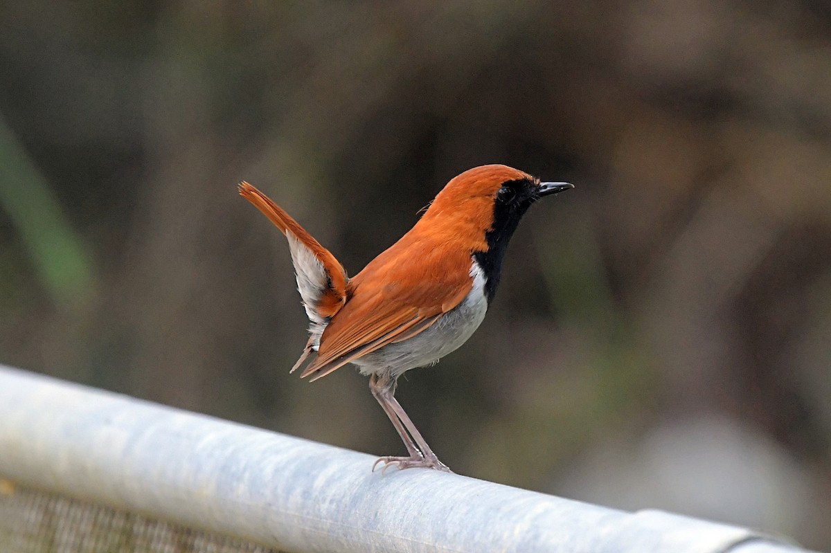 Okinawa Robin - David Provencher