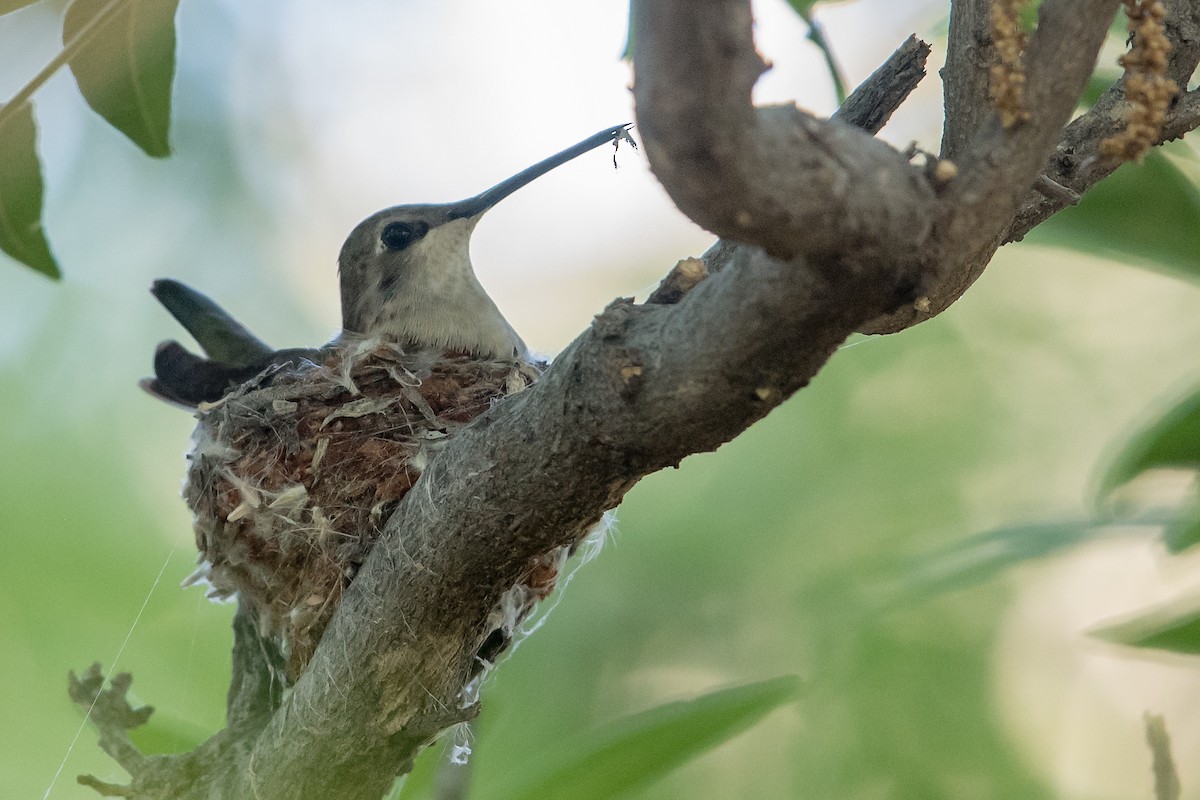 Black-chinned Hummingbird - ML164785181