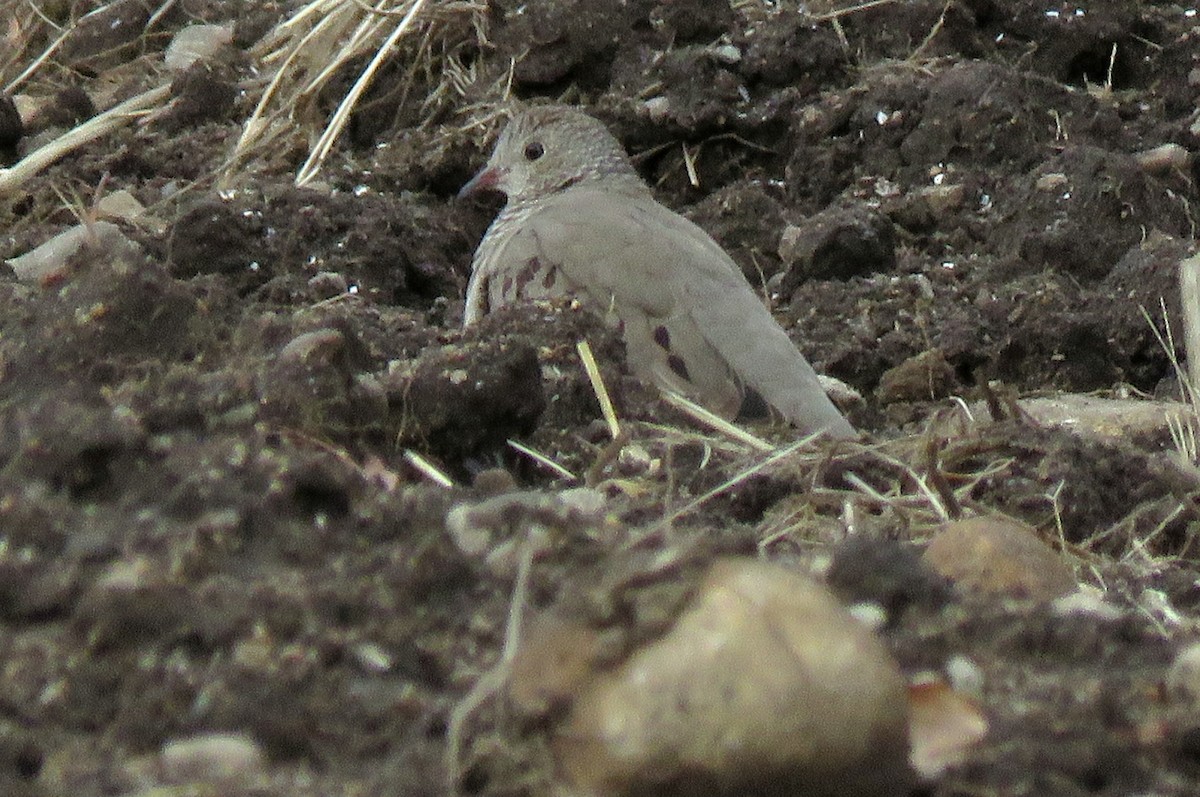 Common Ground Dove - ML164785201