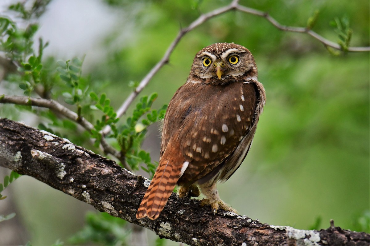 Ferruginous Pygmy-Owl - John Kuenzli