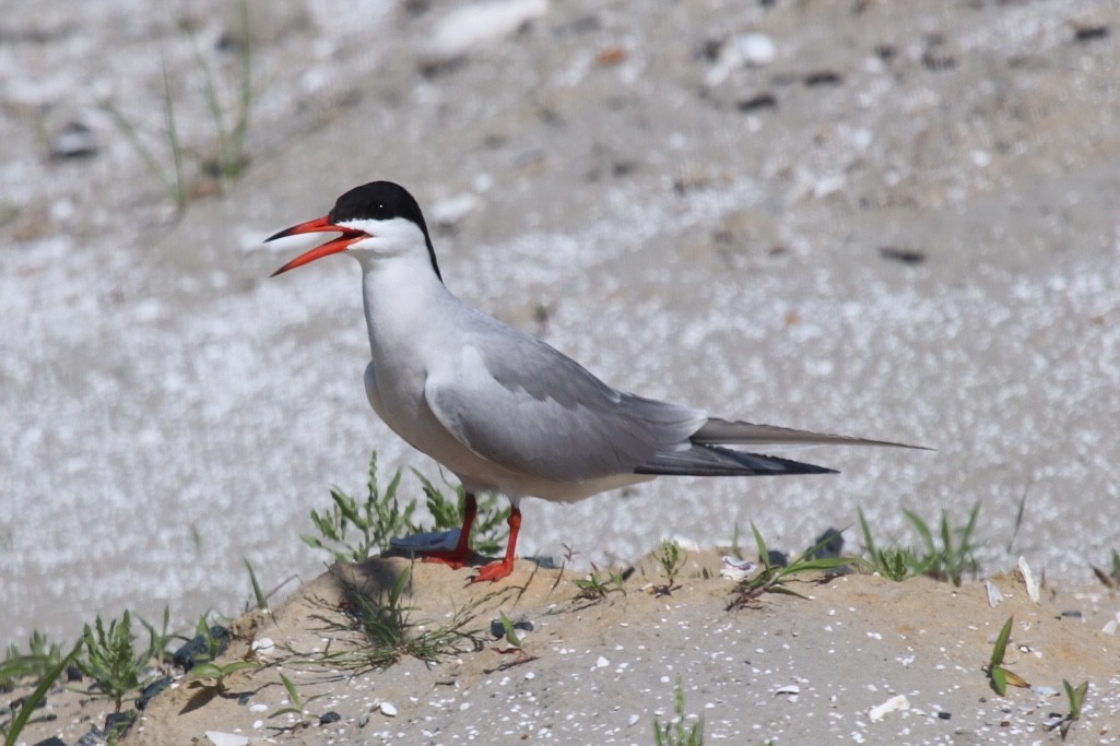 Common Tern - Forrest Baublitz