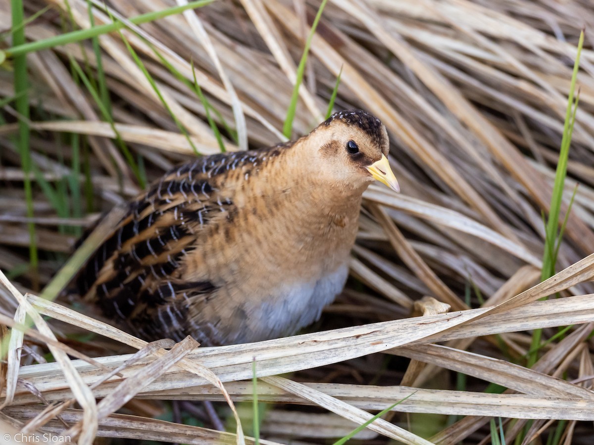 Yellow Rail - ML164787841