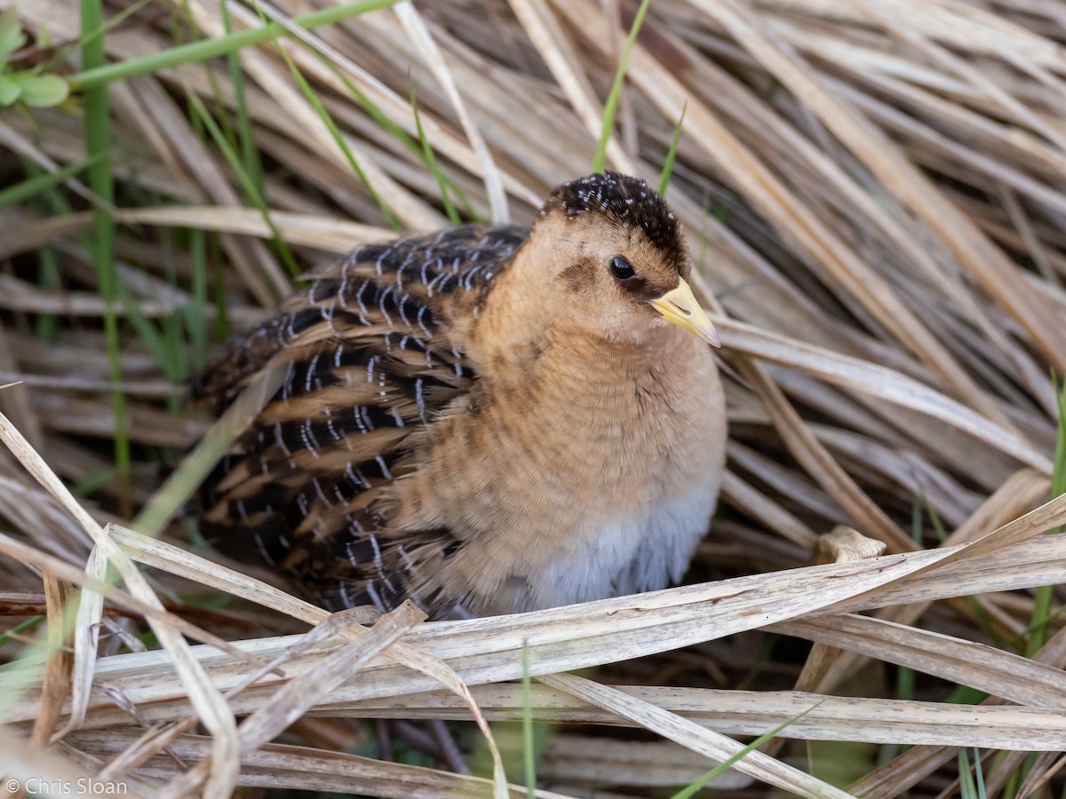 Yellow Rail - ML164787851