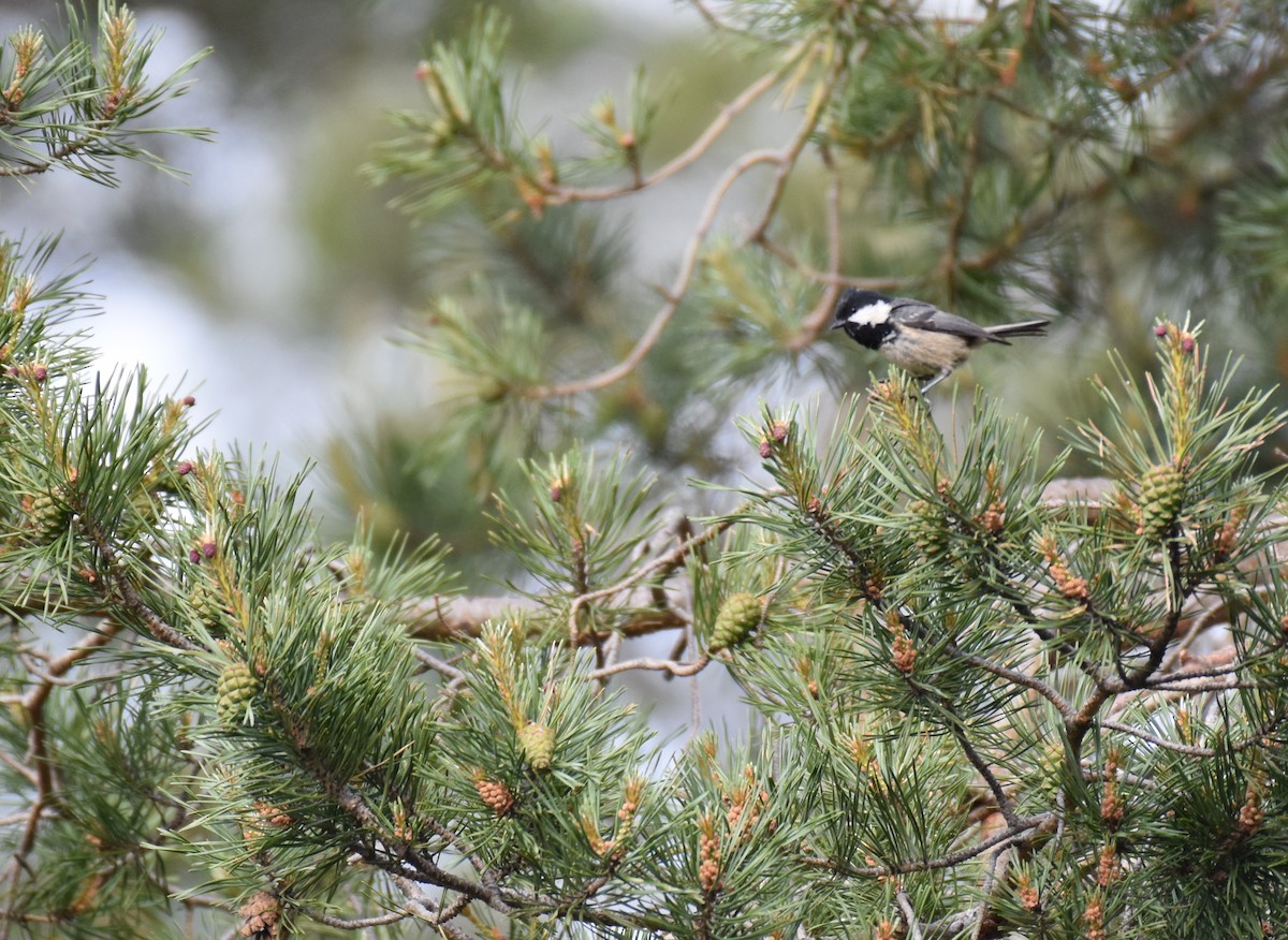 Coal Tit - ML164789331